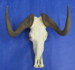 Wholesale Small African Black Wildebeest Skulls with Horns of commercial grade quality Cabin Decor $70.00 (You will receive one similar to the one shown)