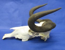 Animal Skulls with Horns Wholesale Priced