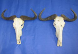 Animal Skulls  