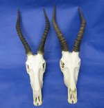 Wholesale Commercial Grade African Blesbok Skulls with Horns for Cabin Decor and African themed home decorating (all skulls/horns will have imperfections) $40.00 each