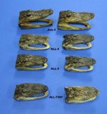 4-7/8 inches to 6 inches Small Wholesale alligator heads from a 3 foot gator -  Packed: 3 per bag  @ $8.00 each (You will receive gator heads similar to those pictured)