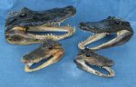 Alligator Products - Crocodile Skulls