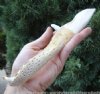 9-1/4 inches Alligator Bone Knife, Carved Alligator Jaw  Bone (You are buying the knife pictured) $14.99