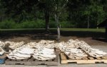 Alligator Skulls