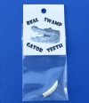 1 inch Wholesale Alligator Tooth Souvenirs  individually bagged with header  - $10.00 a dozen; 10 dozen @ $9.00 a dozen