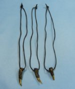 Wholesale Alligator Toe Necklaces Gator toes, 1-3/4 inch - Packed: 6 pieces @ $1.50 each