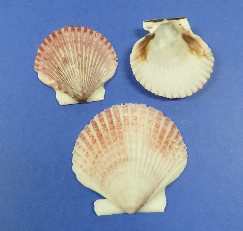Wholesale Pecten Purpuratus Shells, Purple Scallop