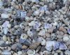 Under 1 inch India Tiny Mixed Shells, Assorted Tiny Shells by the Gallon $4.50 a gallon; Case of 12 Gallons @ $4.00 a gallon