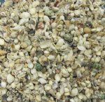 Wholesale India small shell mix for making shell candles 1/2" - 1-1/2" for candles Priced $4.65 a gallon; 5 gallons @ $4.185 a gallon
