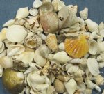 Wholesale large Philippine shell mix in bulk 1-1/2"- 3-1/2"  Priced $4.00 per gallon; 5 gallons @ $3.60 a gallon