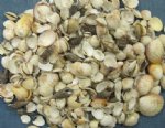 40 kilos (88 pounds) Small Philippine mixed shells packed in Two 20 kilo boxes 1" - 2" for shell crafts $1.00 a kilo 