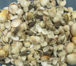 Wholesale small Philippine shell mix in bulk 1" - 2" For shell craft projects $3.00 a gallon; 10 gallons @ $2.70 a gallon