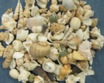 10 Gallon Wholesale case of large India mixed shells - Packed Case of 10 gallons @ $4.00 a gallon