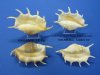13 inches up Wholesale Giant Spider Conchs, Seba's Spider Conch, $13.00 each
