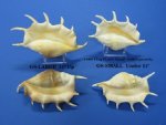 Wholesale Giant Spider Conch Shells - <font color=red> 8"-10-7/8"</font> - 2 @ $6.00 ea. 6 @ $5.40 ea; <font color=red>11" - 12-7/8"</font> 2 @ $10 ea. 6 @ $9.00 ea; <font color=red>13" up</font> 2 @ $13 ea. 6 @ $11.70 ea. 