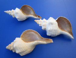 11 inches Horse Conch Shells Wholesale, the official state seashell of Florida - $22.50 each; 6 pcs @ $20.00 each