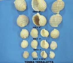 Hermit Crab Shells - Natural & Painted
