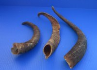 Wholesale Natural Goat Horns - 12 inches to 16 inches - 3 pcs @ $4.25 each