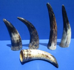 Polished Cow Horns, Cattle Horns Hand Picked