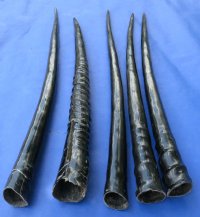 Polished Gemsbok Horns 29 inches to 35 inches for making shofars - 5 pcs @  $27 each 