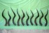Wholesale African Kudu Horns for sale to Make Shofars 25 to 29 inches $25 each; 5 - 9 @ $22.50 each; 10 horns + @ $21.00 each (You will receive horns similar to those pictured)