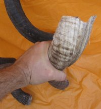  Kudu Horns Wholesale 25 inches to 29 inches  @ $39.00 each 