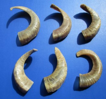 Wholesale Indian Semi-Polished Sheep Horns for sale 8 to 17 inches - 50 pcs @ $5.40 each