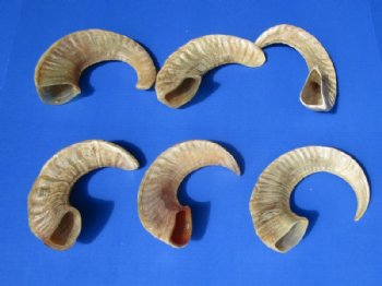 Wholesale Indian Semi-Polished Sheep Horns for sale 8 to 17 inches - 5 pcs @ $6.00 each