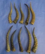 Blesbok Horns Wholesale 12 to 16 inches - Pack of 2 @ $10 each; Pack of 20 @ $9.00 each (You will receive horns similar to those shown in the photo)