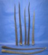 Gemsbok Horns Wholesale Pricing
