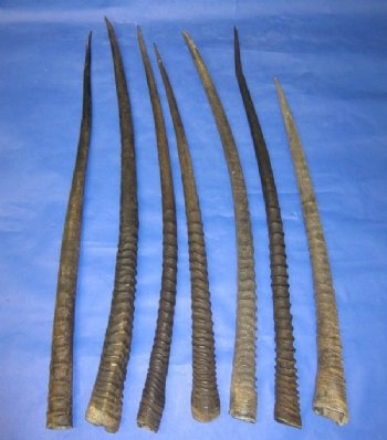 Gemsbok Horns for Sale Wholesale 32 inches long and Under - $19.00 each; 5 pcs @ $17.00 each
