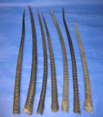 Gemsbok Horns for Sale Wholesale measuring 22 inches to 40 inches long - Up to 29" $20.00 each; 30" - 35" $23.00 each; 36" and over $26.00 each ;(You will receive horns similar to those pictured.)