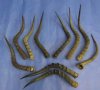 Blesbok-Springbok-Impala Wholesale Pricing