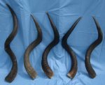 2 African Kudu Horns Wholesale to Make Blowing Horns 35 to 39 Inches - Box of 2 @ $40.00 each; (You will receive horns similar to those pictured 