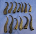 Wholesale Springbok Horns from Male African Springbok 8 to 11 inches measured around the curl  -  Pack of 3 @ $4.70 each;  Pack of 20  @ $4.35 each  (We will select horns similar to those shown.)