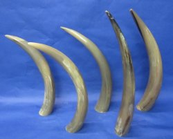 Polished Buffalo Horns Individually Priced