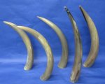 Polished Buffalo Horns Individually Priced