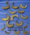 Sheep Horns- Ram Horns Wholesale 