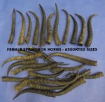 Wholesale Female Springbok Horns 4 to 9 inches Measured Around the Curl -  Pack of 4 @ $3.25 each; Pack of 20 @ $3.00 each (We will select horns that look similar to the ones shown.)