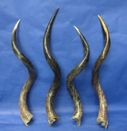 Polished Kudu Horns Bulk Pricing