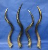 Polished Kudu Horns Bulk Pricing