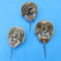 Wholesale Dried Molted Horseshoe crab shells - 9 inches up to 11 inches  - 2 pcs @ $7.00 each