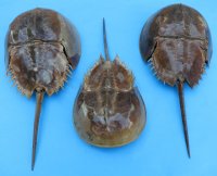 Wholesale Dried Molted Horseshoe crab shells - 9 inches up to 11 inches  - 2 pcs @ $7.00 each