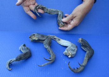 Wholesale North American Iguana Legs - 10 to 12 inches long - <font color=red> *Sale*</font> Bag of 5 pcs @ $7.50/bag ($1.50 each)