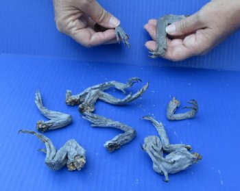 Wholesale North American Iguana Legs - Up to 5 inches long - <font color=red> *Sale*</font> Bag of 10 pcs @ $7.50 (.75 each)