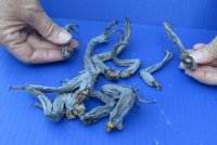 Wholesale North American Iguana Legs - Up to 5 inches long - <font color=red> *Sale*</font> Bag of 10 pcs @ $7.50 (.75 each)