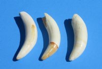 Wholesale Large Alligator Teeth 3 to 3-1/4 inches long - $10.00 each; 6 pcs @ $9.25 each