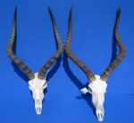 Wholesale African Impala Skull and Horn, of commercial grade quality,  for Rustic Cabin Decor $60.00