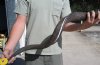 Kudu Horns - Hand Picked Pricing