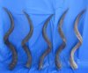 Kudu Horns - Wholesale Priced